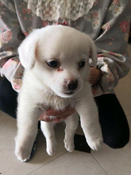 娱乐吃瓜酱小白狗,揭秘娱乐圈那些不为人知的幕后故事