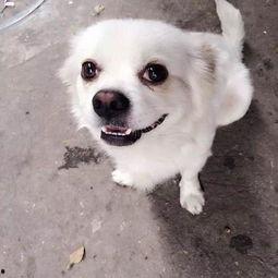 娱乐吃瓜酱小白狗,揭秘娱乐圈那些不为人知的幕后故事